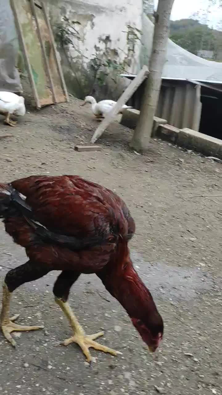 جوجه لاری افغان چهار ماهه ۷۰۰هزار|حیوانات مزرعه|آستارا, |دیوار