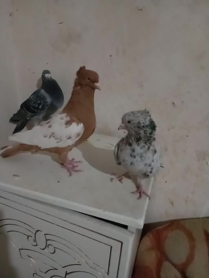 کفتر|پرنده|قم, مهر آباد|دیوار