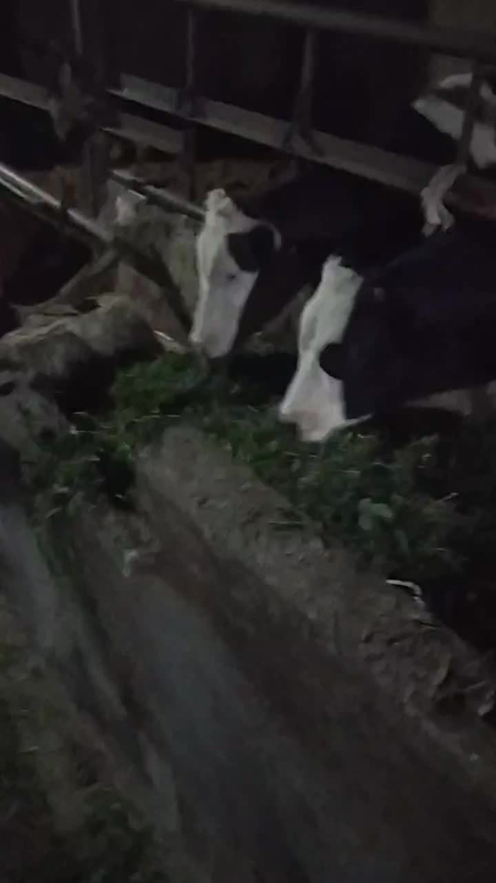 گوساله گاو سیمنتال|حیوانات مزرعه|باسمنج, |دیوار