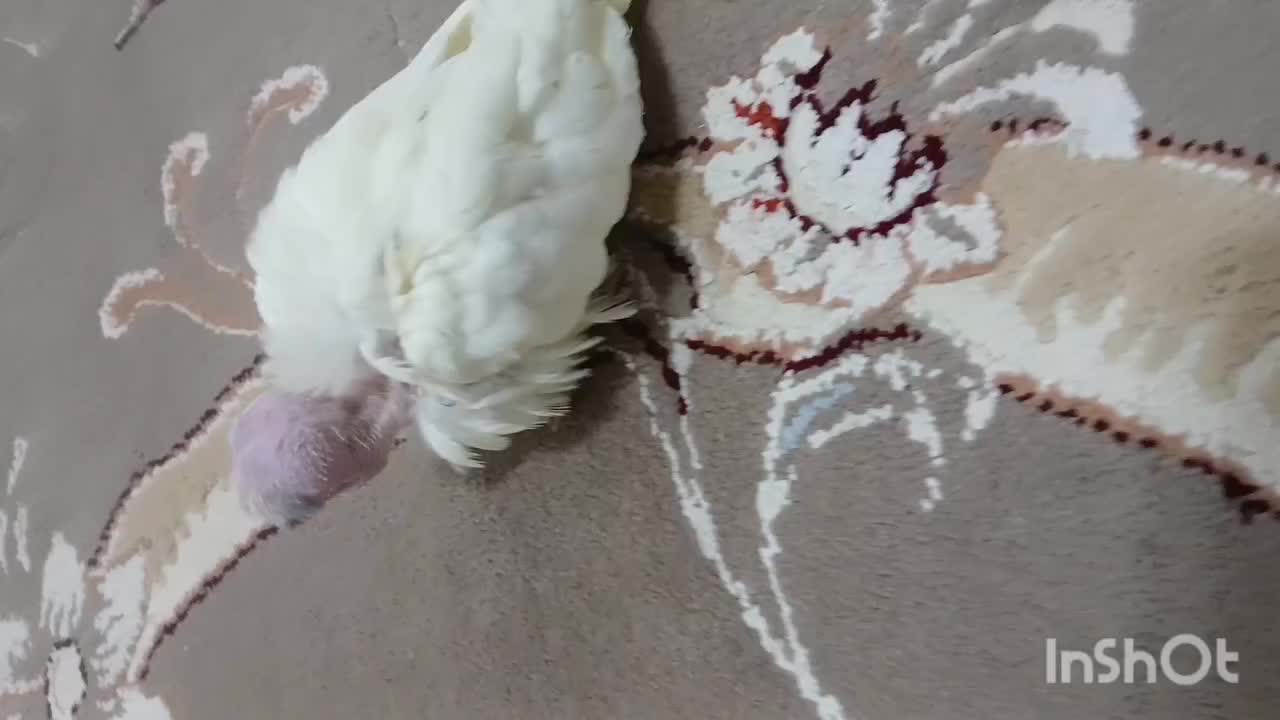 عروس هلندی|پرنده|قائن, |دیوار