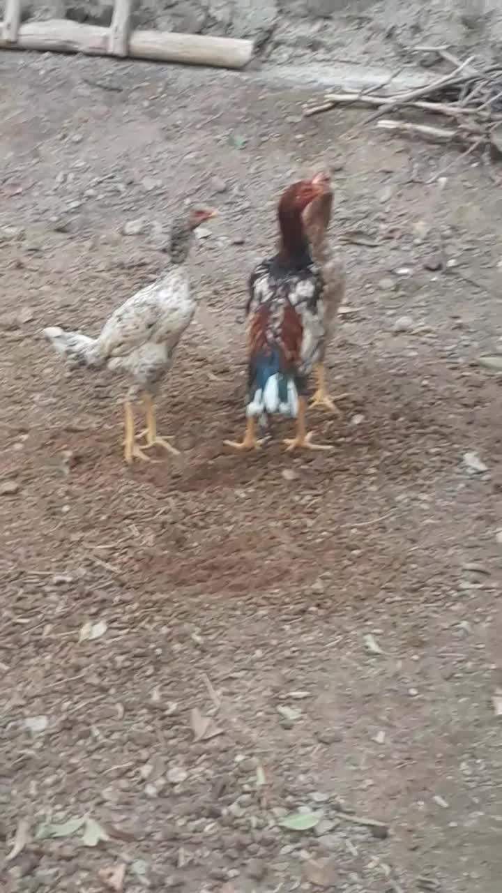 لاری اوشامو خالص|حیوانات مزرعه|تسوج, |دیوار