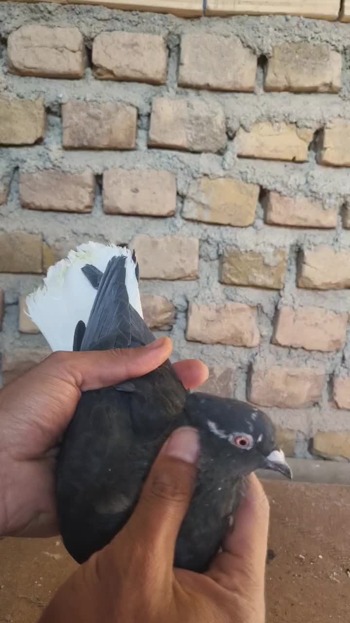 ماده دم سفید کاکلی|پرنده|فردوس (خراسان), |دیوار