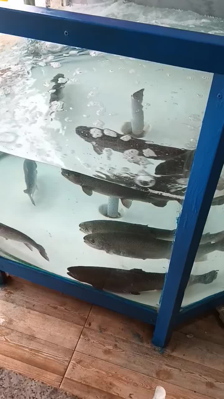 اکواریوم ماهی قزل آلا|فروشگاه و مغازه|سریش آباد, |دیوار