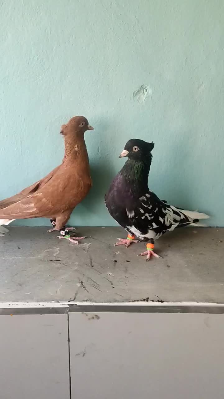 کبوتر رنگه|پرنده|تربت‌حیدریه, شهرک ولیعصر|دیوار