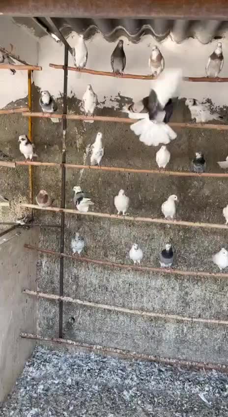 فروش کبوتر|پرنده|کهریزک, |دیوار