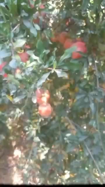 فروش انار درجه یک صادراتی منطقه شاپور کازرون|حراج|کازرون, |دیوار