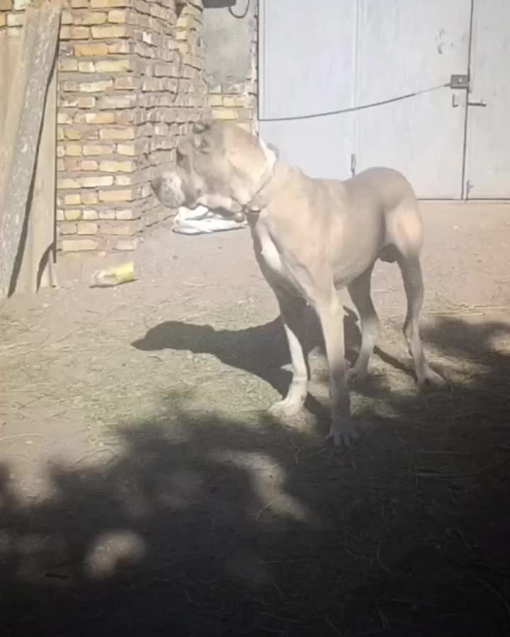 سگمیکس|سگ|تربت جام, اسماعیل آباد|دیوار