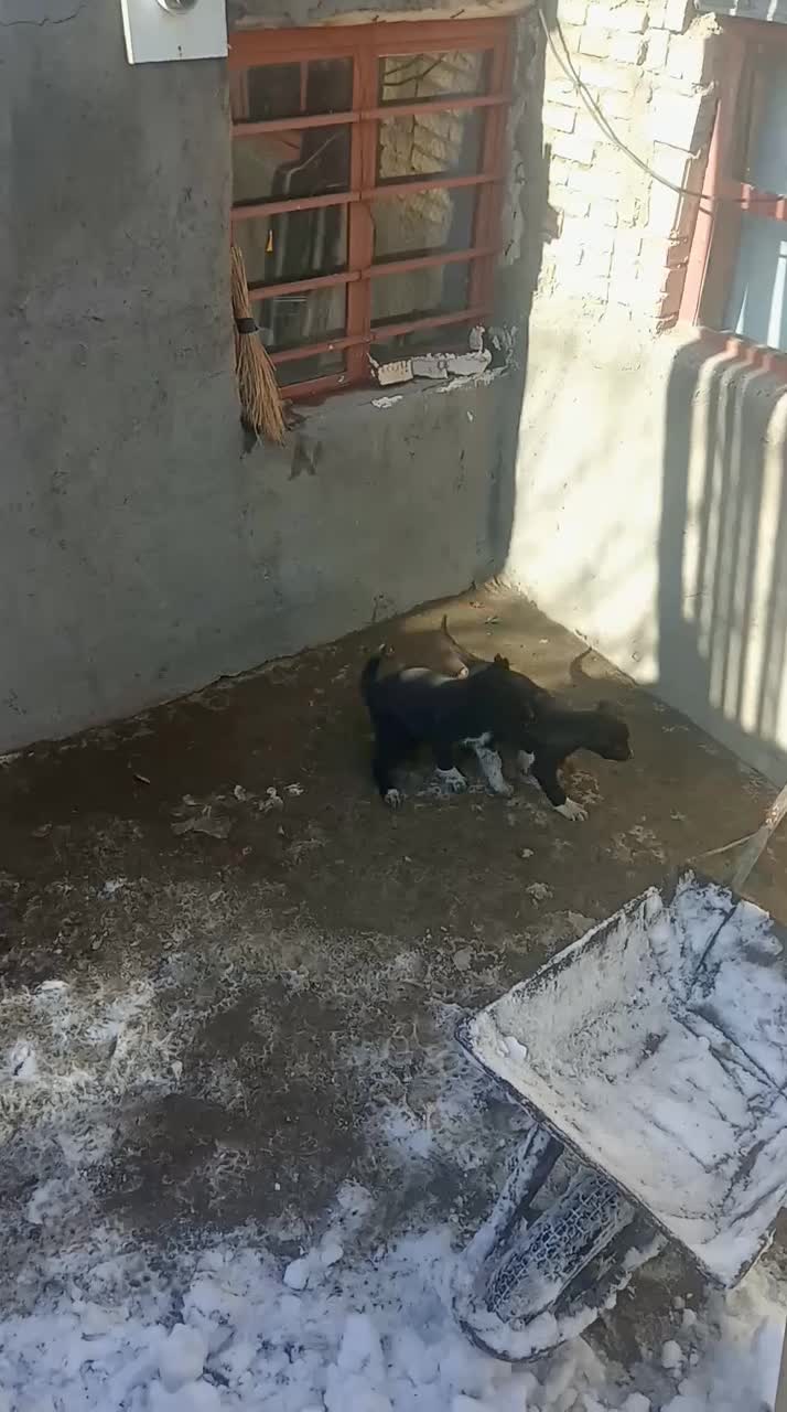 توله سگ سرابی|سگ|بستان آباد, |دیوار