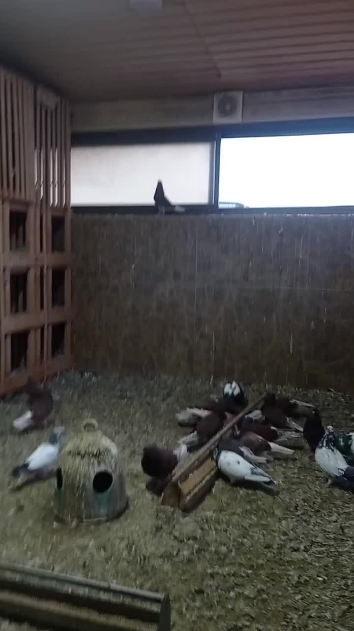 فروش تعدادی قرمز کلادار|پرنده|قائمشهر, |دیوار