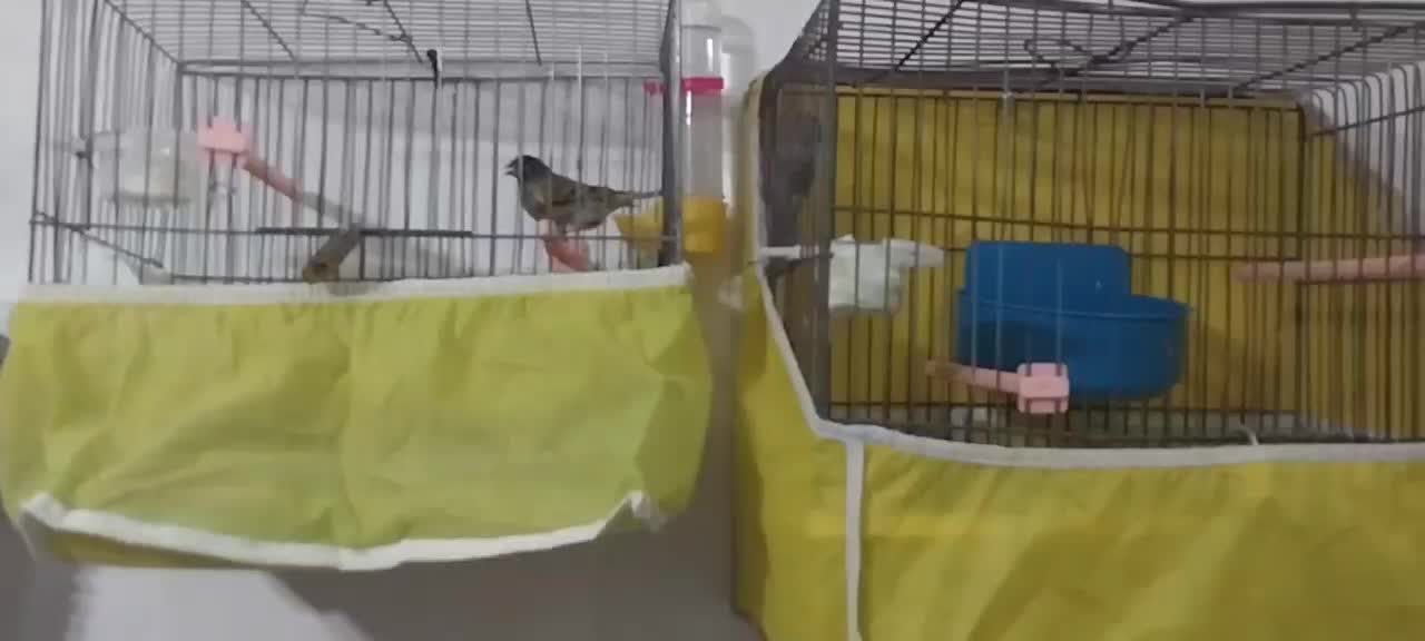 پرنده سهره نر مست|پرنده|محمدشهر, کوی بهار|دیوار