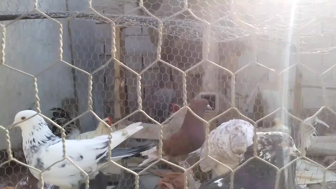 کبوتر .کفتر کاکلی|پرنده|گرگان, |دیوار