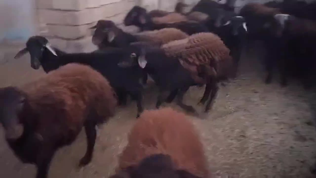 بره قزل افشار خالص|حیوانات مزرعه|مروست, |دیوار