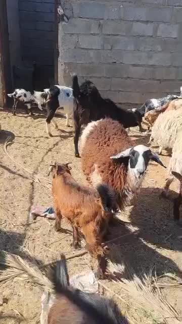 پلاط|حیوانات مزرعه|جالق, |دیوار