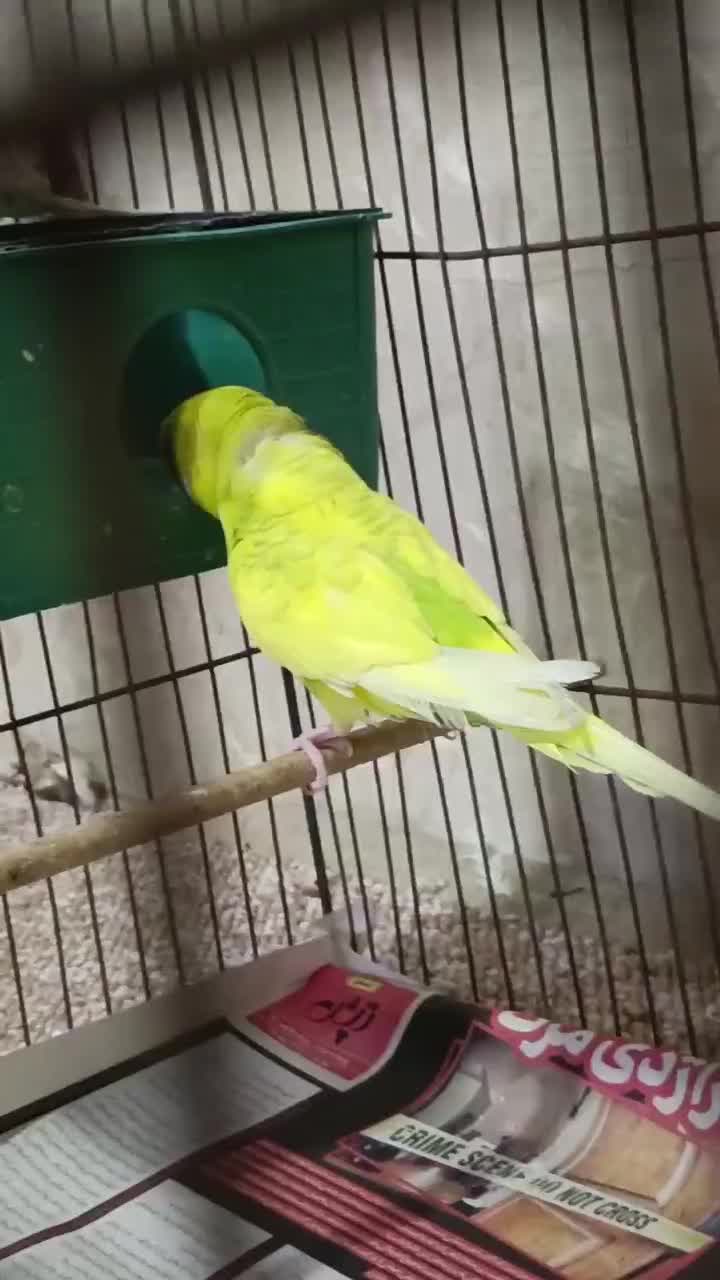 یه جفت مرغ عشق|پرنده|قم, سرحوض|دیوار