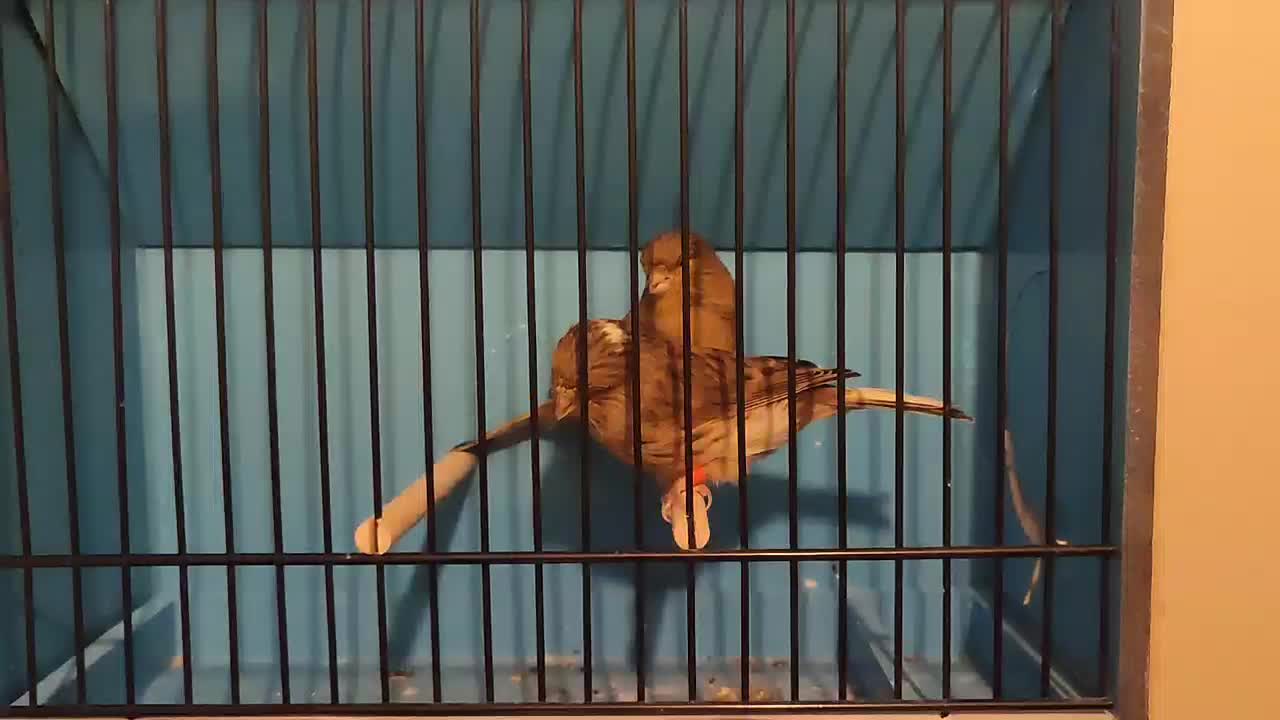 قناری|پرنده|کرج, عظیمیه|دیوار