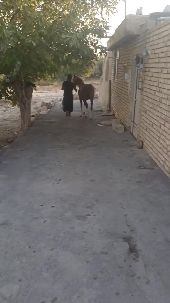 کره اسب نریون|اسب و تجهیزات اسبسواری|تیران, |دیوار