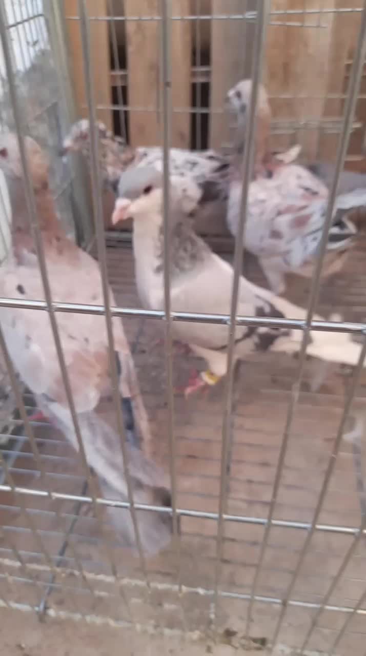 کبوتر|پرنده|قزوین, |دیوار