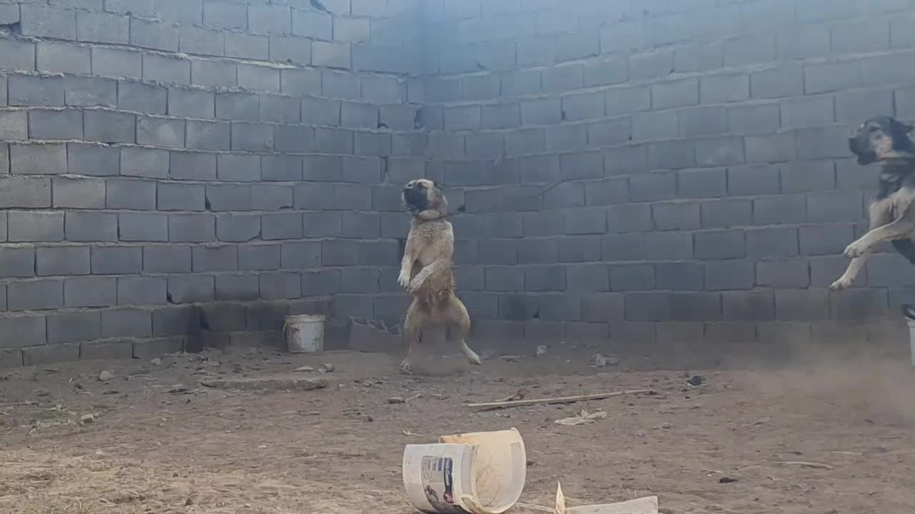 سگ نر قدرجونی نگهبان|سگ|اصفهان, نقش جهان|دیوار