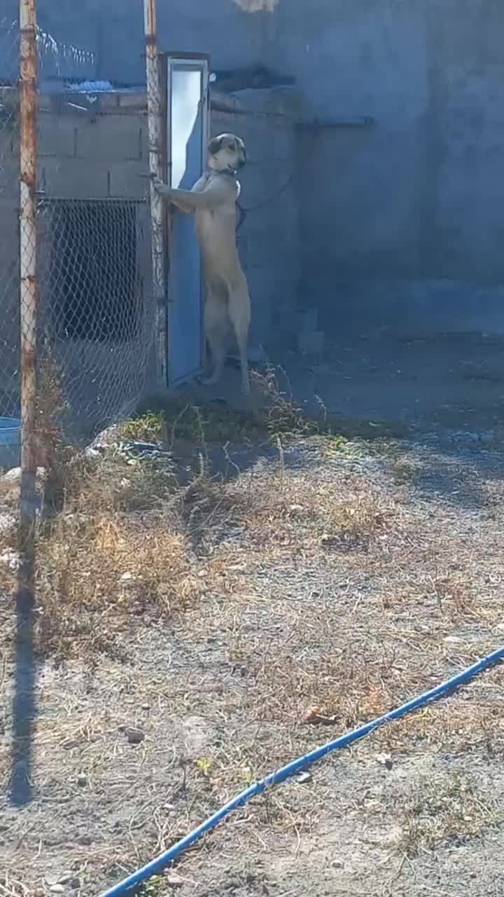 پژدر خالص|سگ|قره ضیاالدین, |دیوار