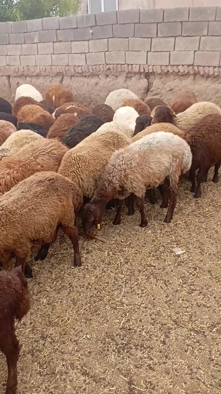 بره هترو .نژاد دار‌. بره ماده.هیترو .بره داشتی|حیوانات مزرعه|سبزوار, رباط|دیوار