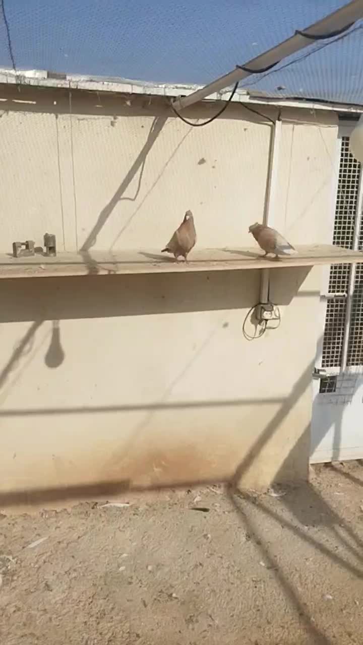 کبوتر برشی|پرنده|محمدشهر, شهرک پیام (مهرالبرز)|دیوار