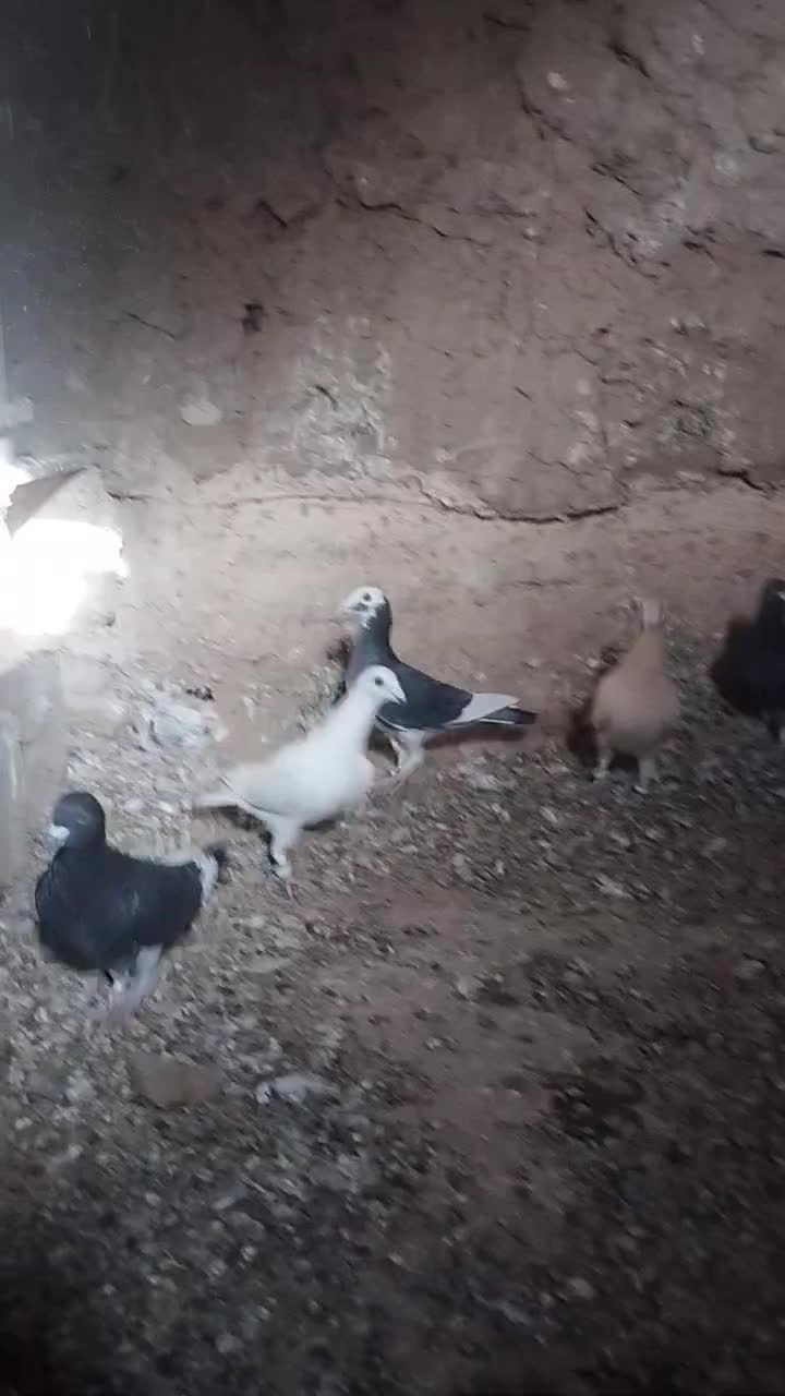 ده تا کبوتر آلمانی پرشی|پرنده|رشتخوار, |دیوار