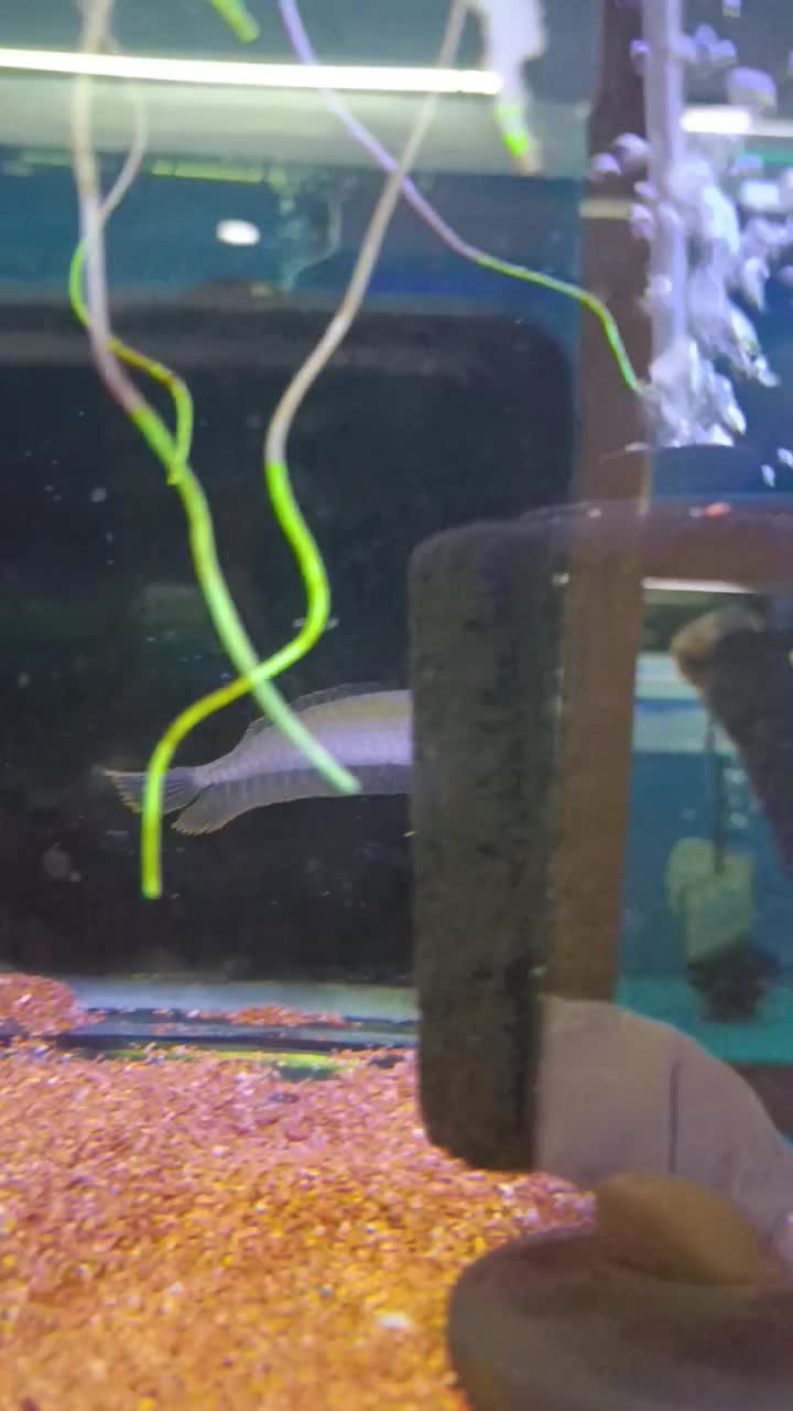 آروانا سیلور ۲۰سانت|ماهی|کرج, عظیمیه|دیوار