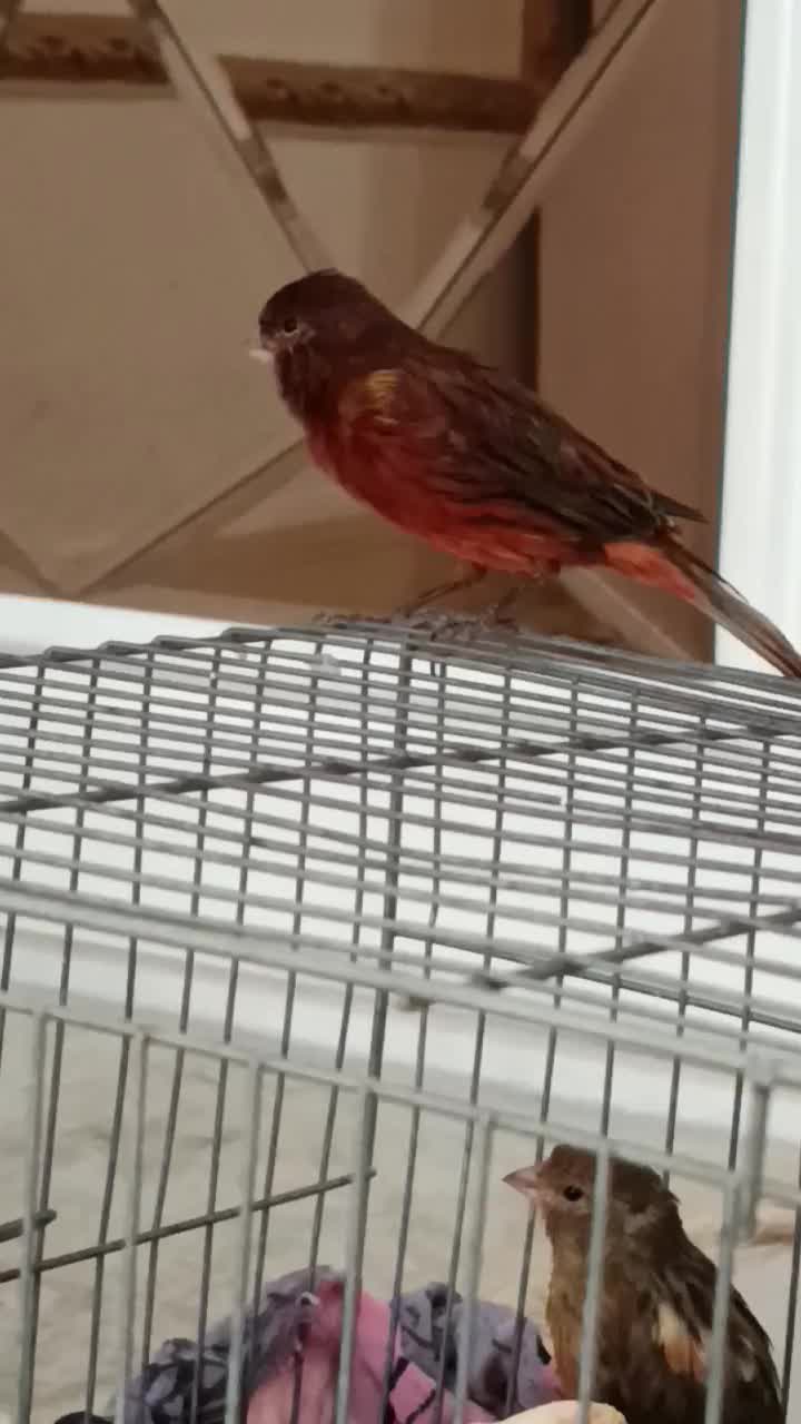 قناری|پرنده|ایلام, |دیوار