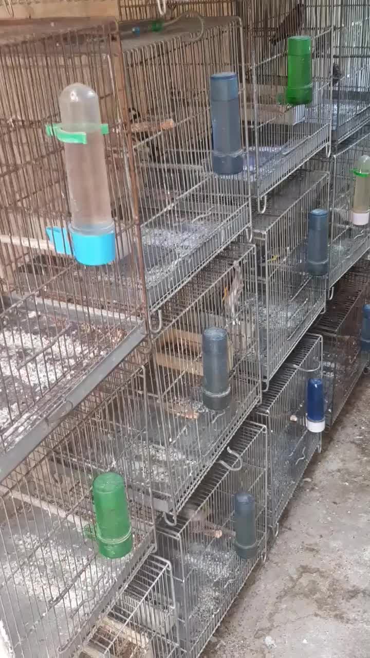 سره وسره قناری قرس وکفتر پشتدری|پرنده|ری, سیزده آبان|دیوار