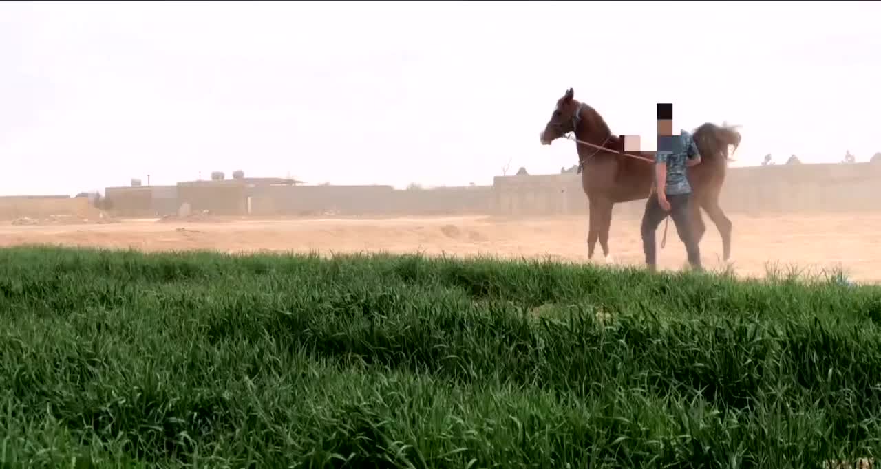 کره عرب مصری نریان|اسب و تجهیزات اسب‌سواری|شاهین‌شهر, شهرک سایت|دیوار