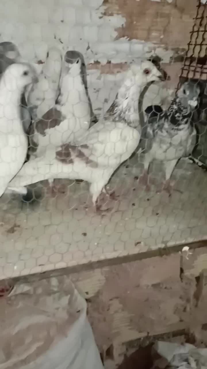 کفتر جوین|پرنده|جوین, |دیوار