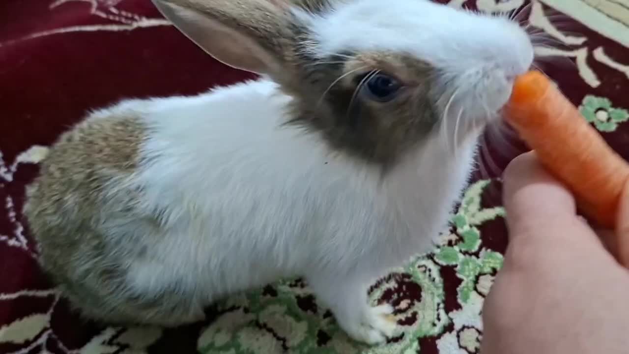 خرگوش زیبا|موش و خرگوش|اشتهارد, |دیوار