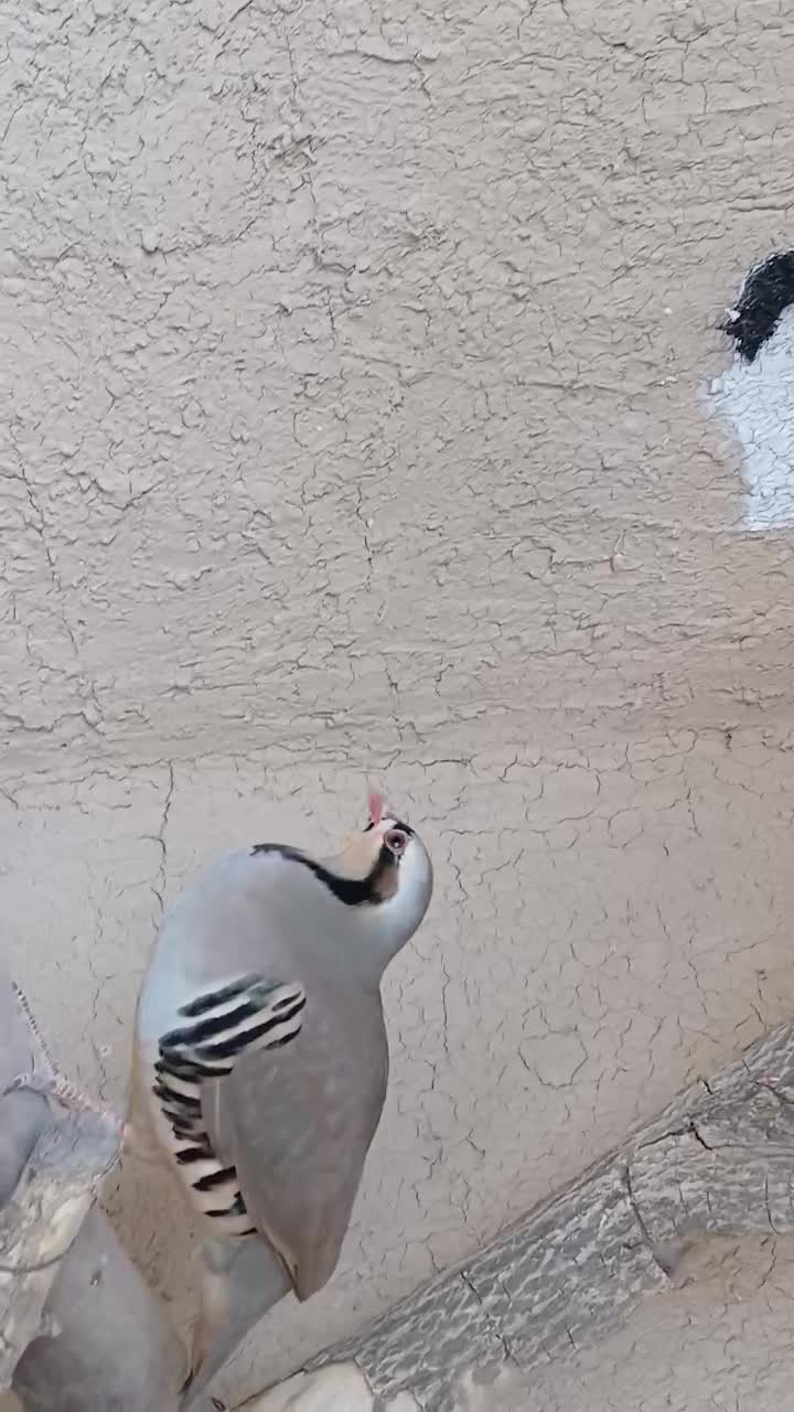 کبوتر نر تو فیلم فروشی|پرنده|بهبهان, |دیوار