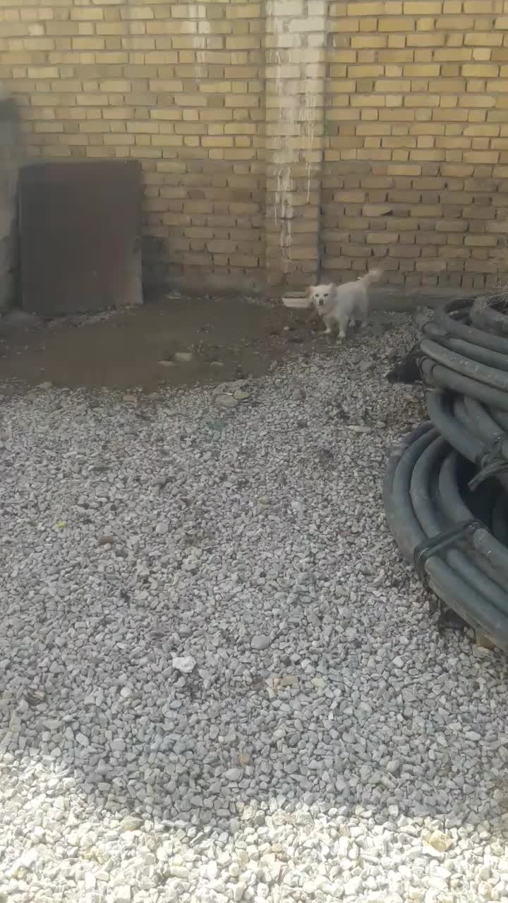 سگ خارجی|سگ|نهاوند, |دیوار