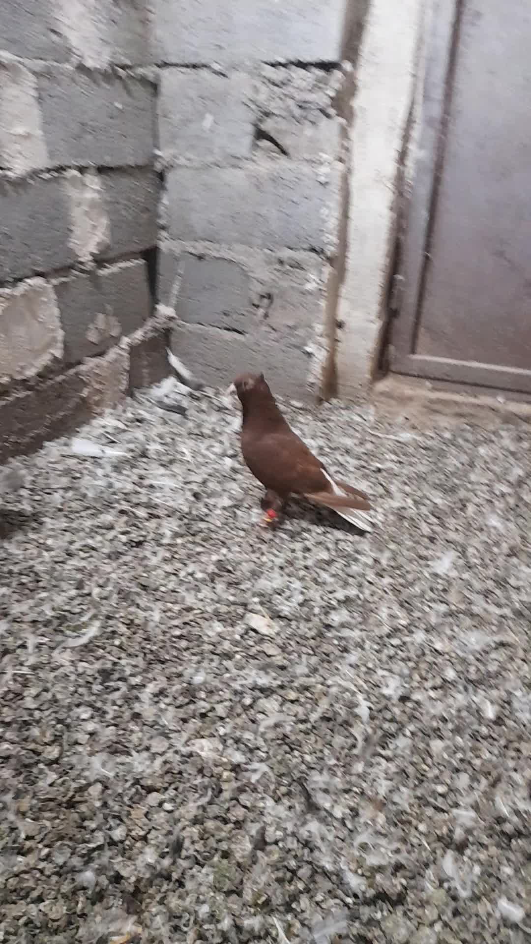 کبوتر|پرنده|خرمدشت, |دیوار