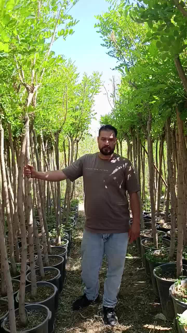 نهال های اقاقیا پیوندی چهار ساله سطلی آماده کاشت|خدمات باغبانی و درختکاری|اصفهان, صائب|دیوار