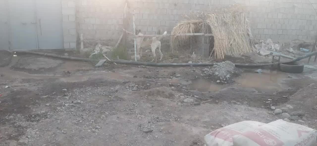 سگ نگهبان|سگ|اردبیل, |دیوار