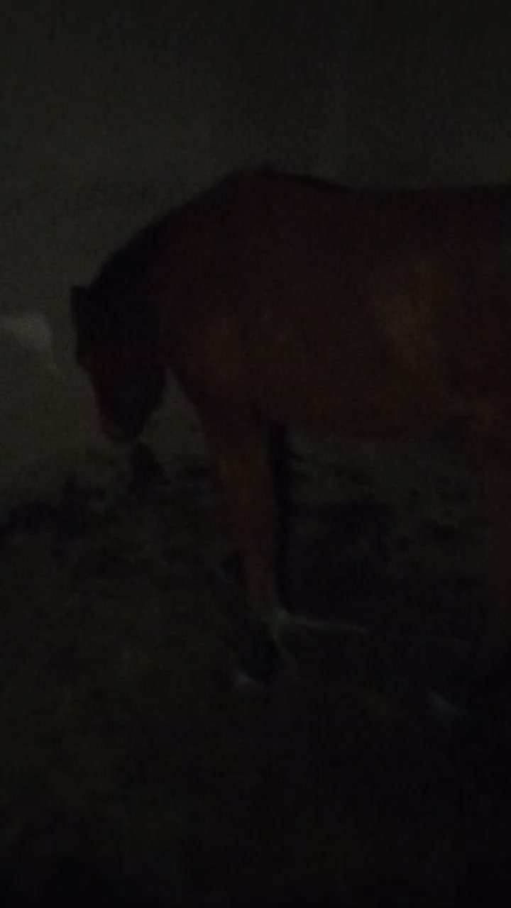 فروش|حیوانات مزرعه|مینودشت, |دیوار