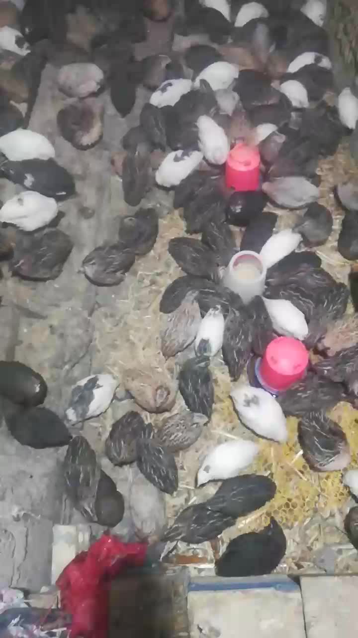 بلدرچین تخم گذار مرغ شاخدار|حیوانات مزرعه|هندیجان, |دیوار