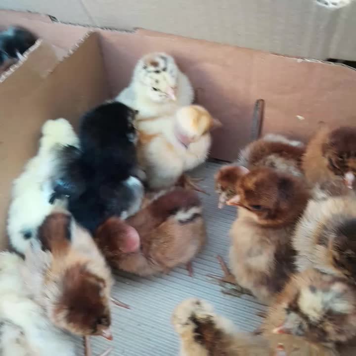 جوجه گلپایگانی یک روزه/ جوجه اردک پکنی یک روزه|حیوانات مزرعه|جوادآباد, |دیوار