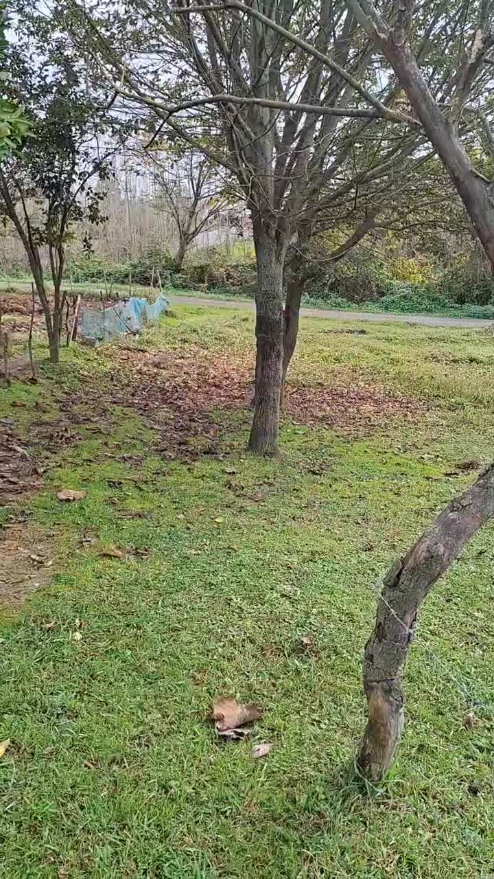 ۵۷۰متر با جواز ساخت ۱۰۰متری با بر حدود ۳۰مترندامان|فروش زمین و ملک کلنگی|گوراب زرمیخ, |دیوار