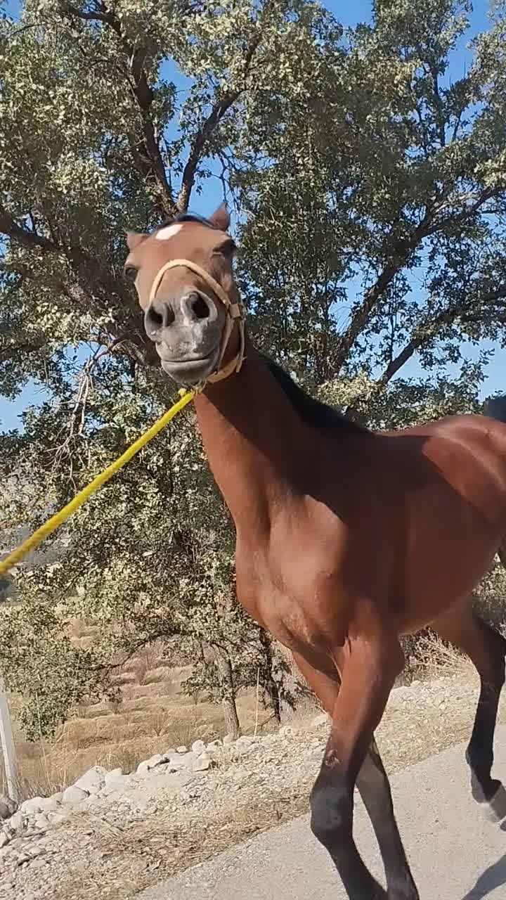 مادیون ترکمن|اسب و تجهیزات اسب‌سواری|یاسوج, |دیوار