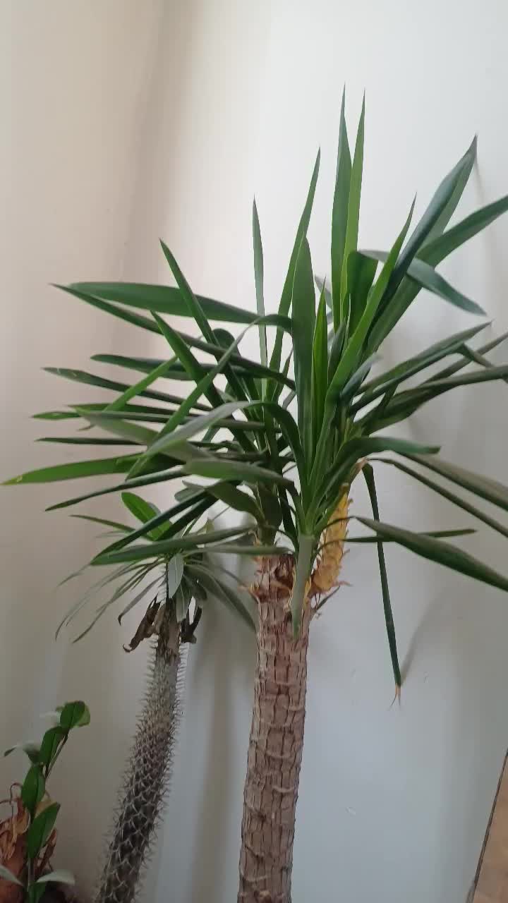 گل یوکا|گل و گیاه طبیعی|نسیم‌شهر, |دیوار