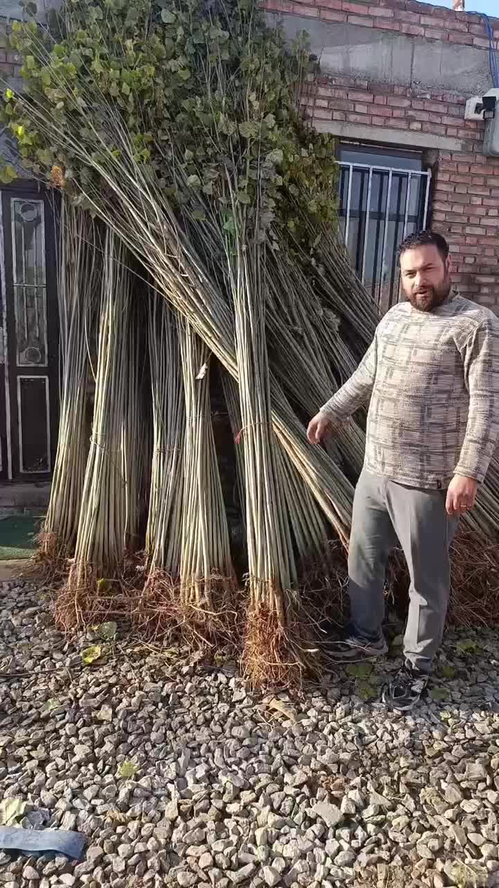 نهال مقاوم به هر آب هوایی نهال صنوبر اتریش تضمینی|خدمات باغبانی و درختکاری|شهرکرد, |دیوار