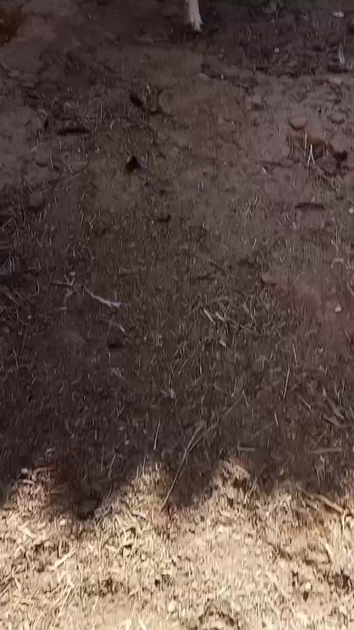 سگ قدر جونی|سگ|داراب, |دیوار