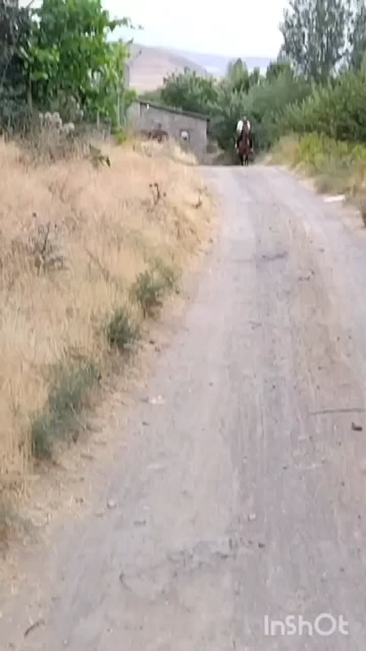 مادیان  کرد|اسب و تجهیزات اسبسواری|مشگین شهر, |دیوار