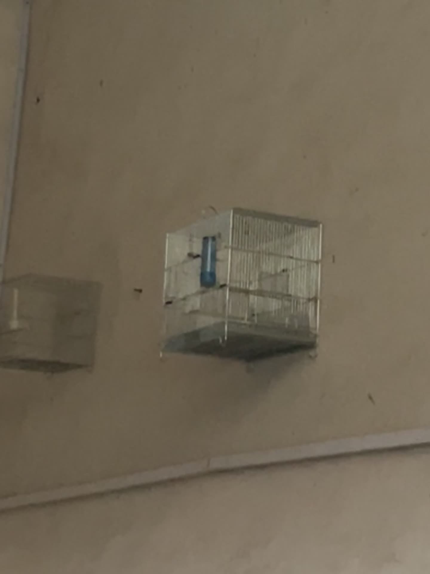 سهره|پرنده|بیستون, |دیوار