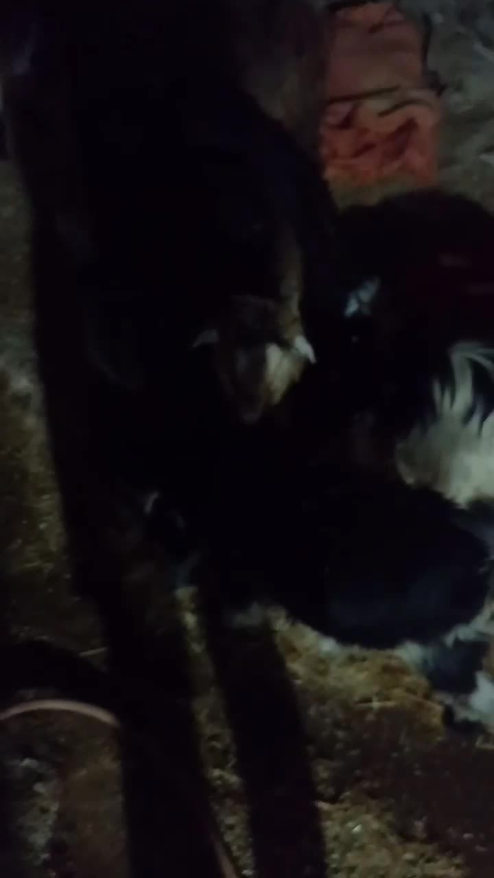 بیگ|حیوانات مزرعه|مسجد سلیمان, |دیوار