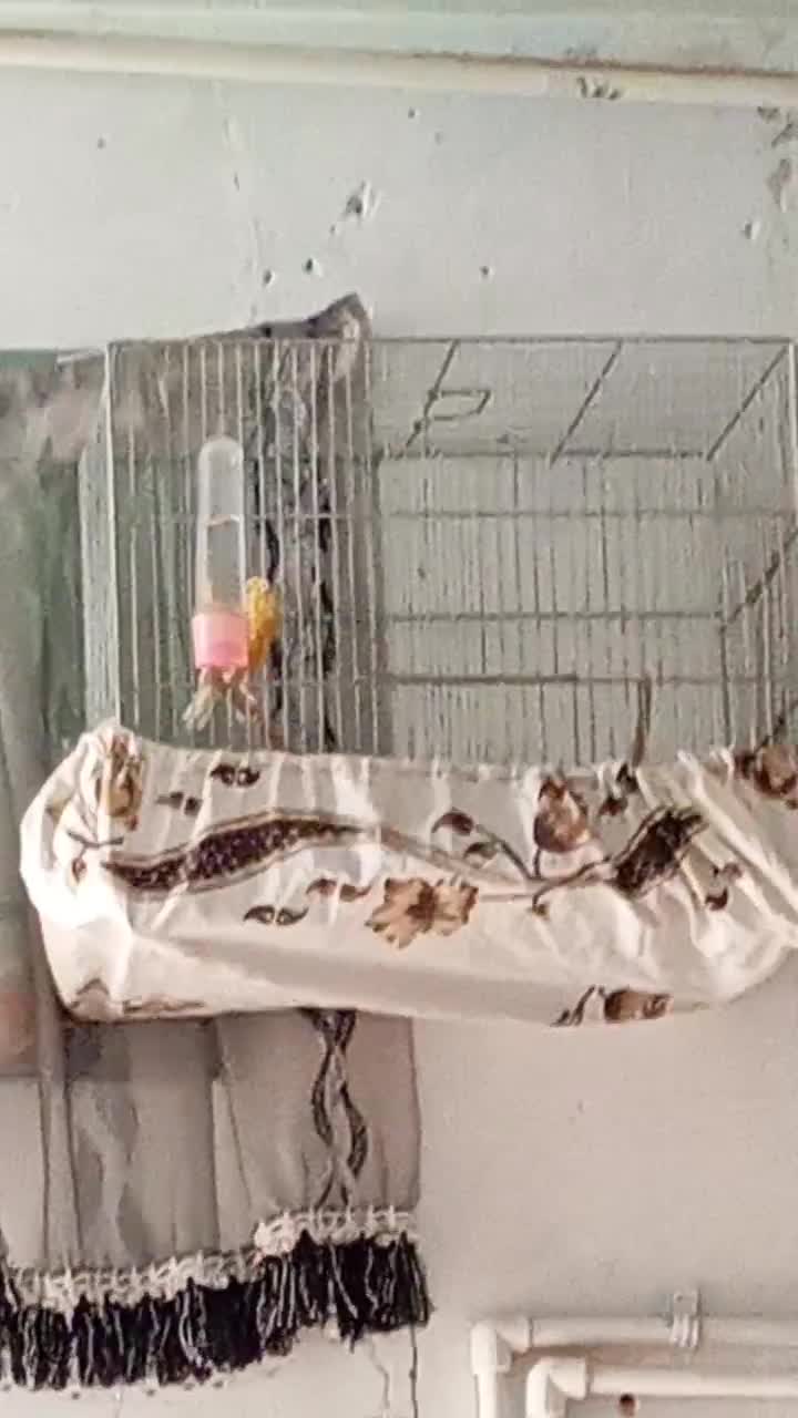 قناری نر بخون،ماده،جوجه رسمی صحیح سالم سلامت|پرنده|قم, حاج زینل|دیوار