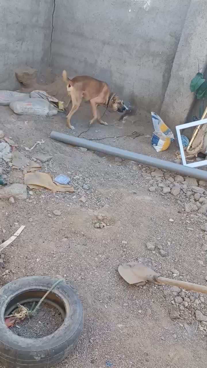 سگ فروشی|سگ|قائن, |دیوار